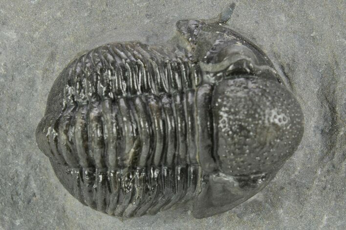 Detailed Gerastos Trilobite Fossil - Morocco #377241